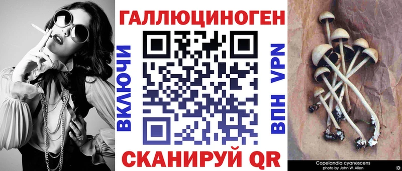 как найти наркотики Новодвинск Псилоцибиновые грибы Psilocybe