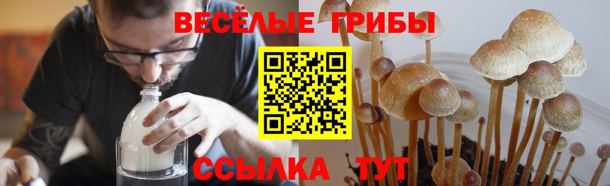Галлюциногенные грибы прущие грибы  Вход с VPN  Галлюциногенные грибы ЛСД  Новодвинск 